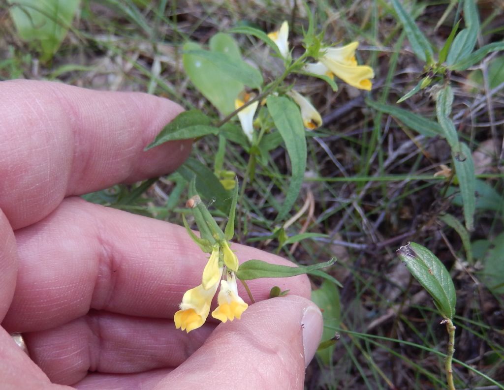 fiore pineta - Melampyrum sylvaticum