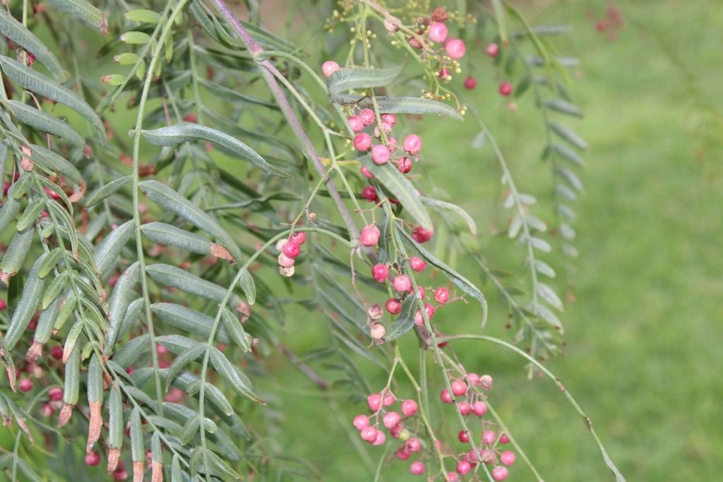 Albero Valencia