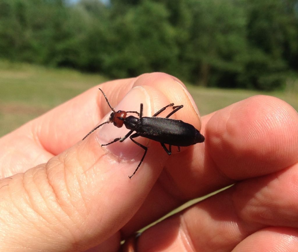 Meloidae: Epicauta rufidorsum