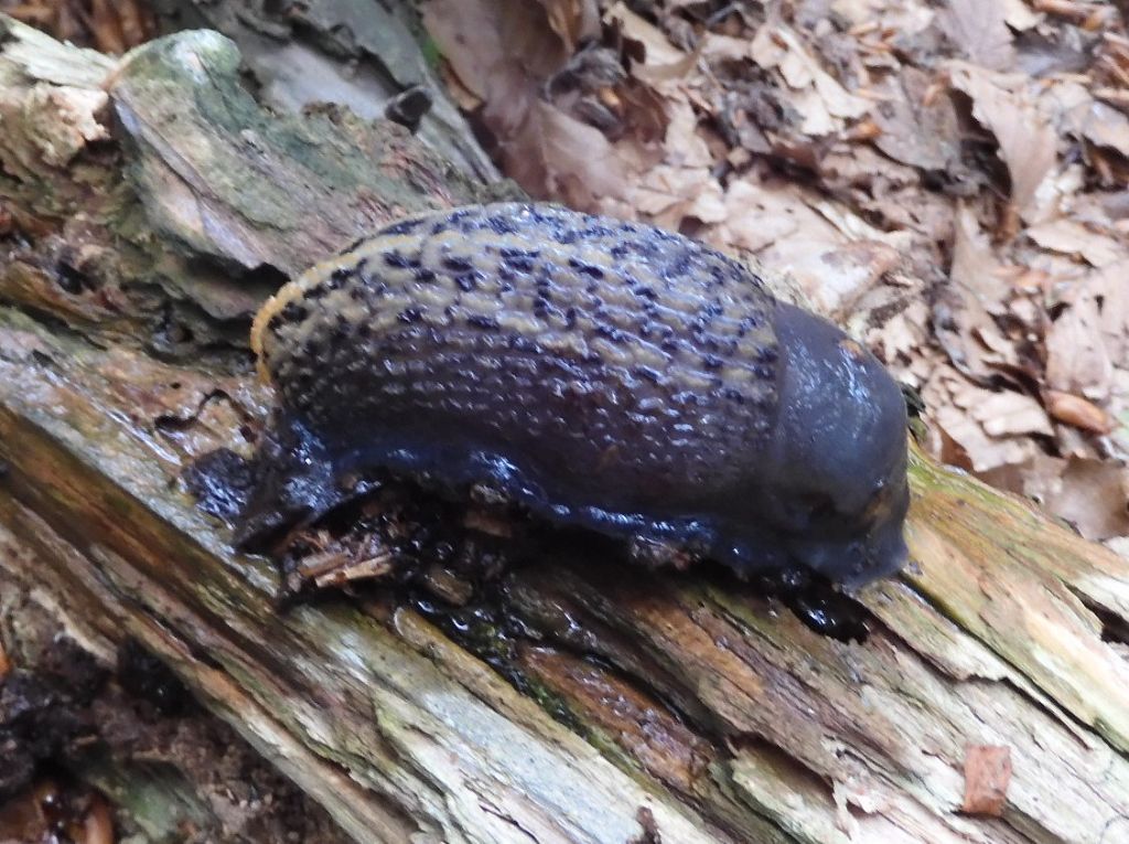 Limax Liguria