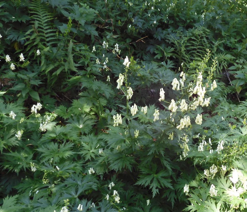 Aconitum lycoctonum / Aconito strozzalupo