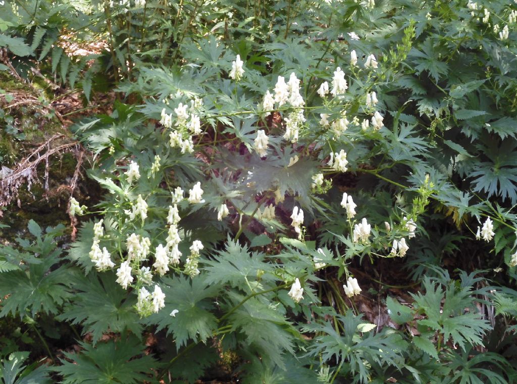 Aconitum lycoctonum / Aconito strozzalupo