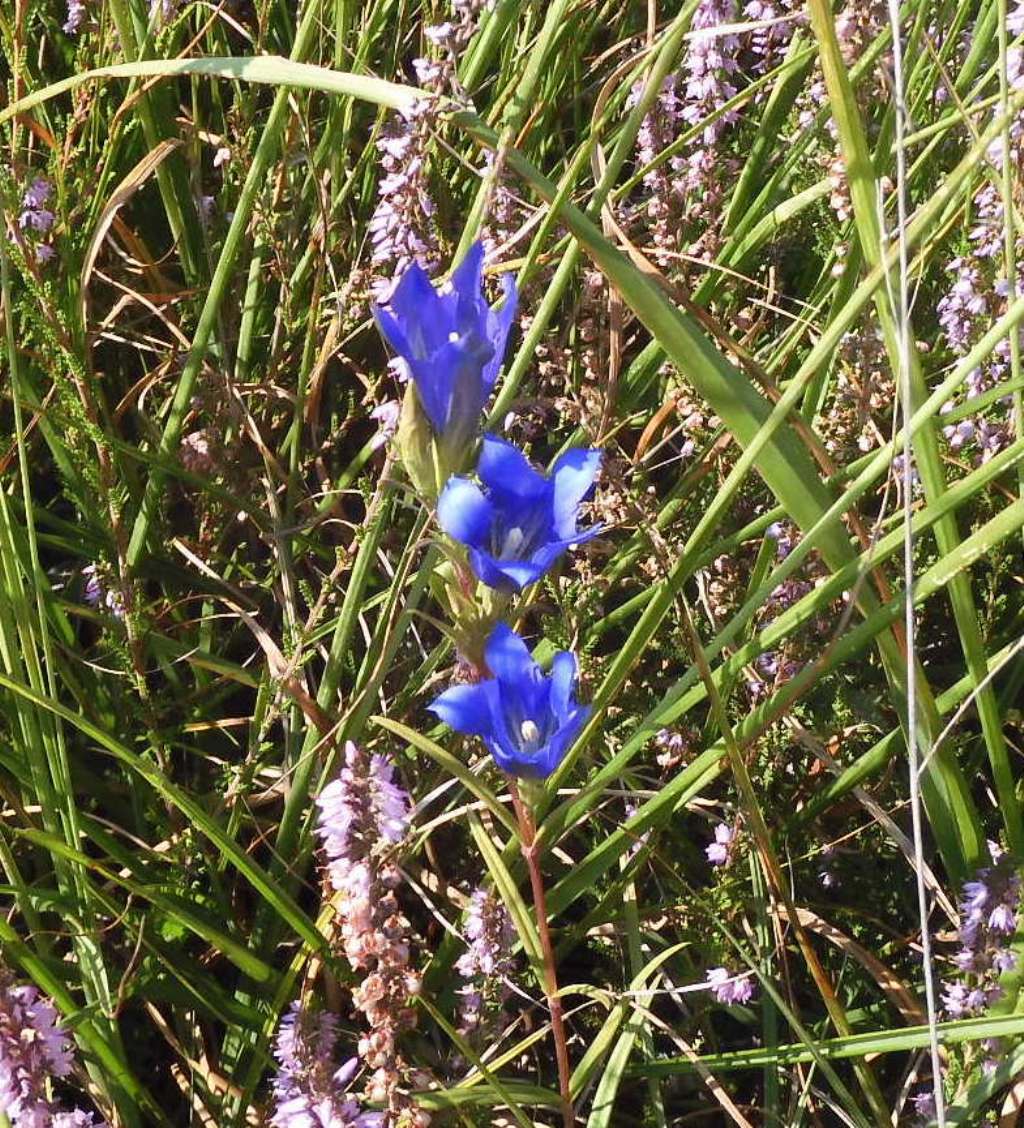 Quale genziana?   Gentiana pneumonanthe