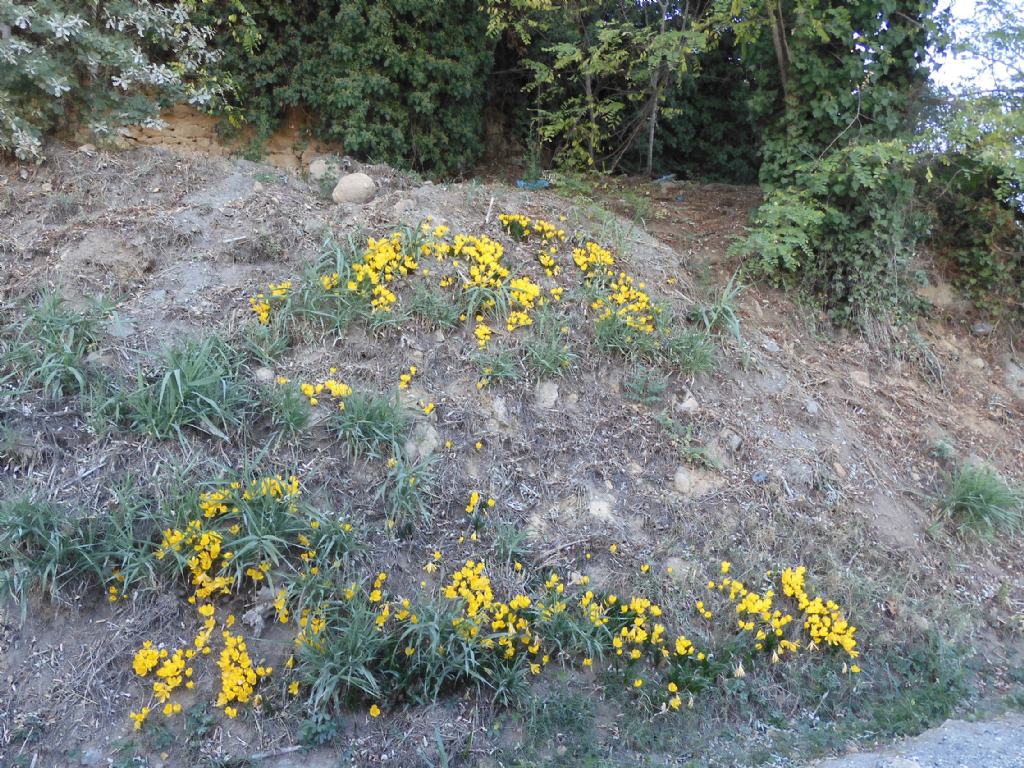 Sternbergia lutea