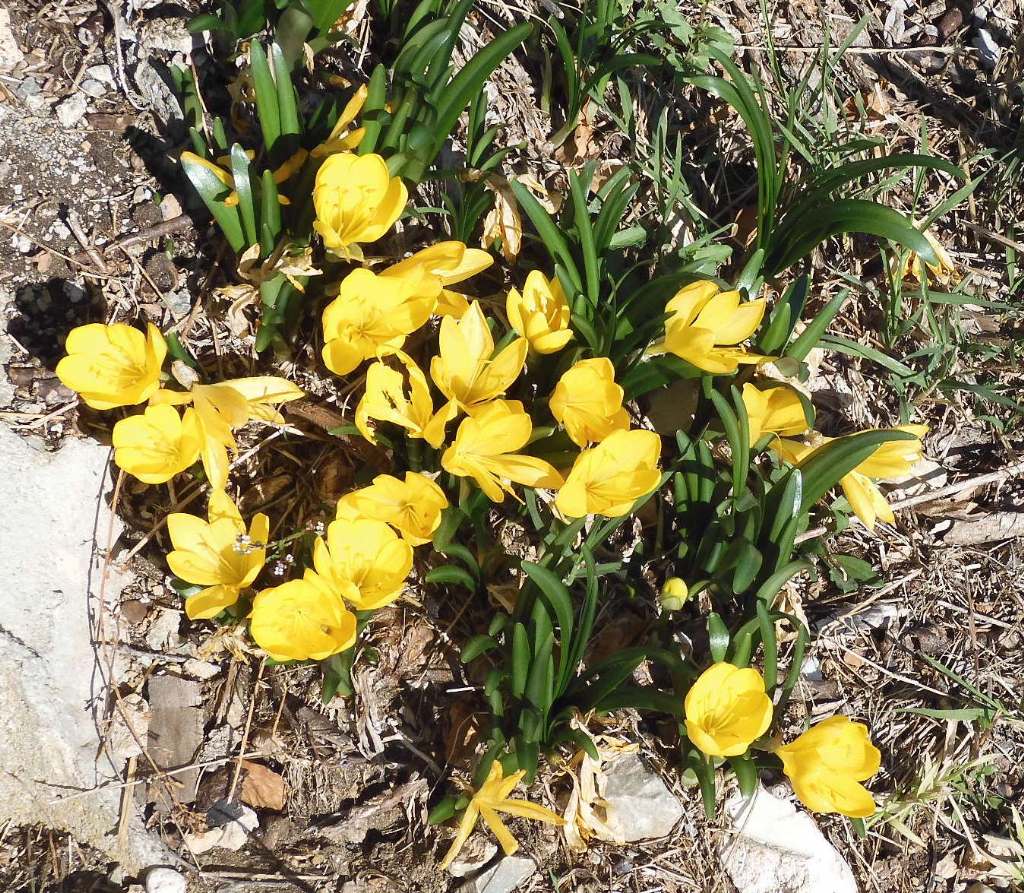 Sternbergia lutea