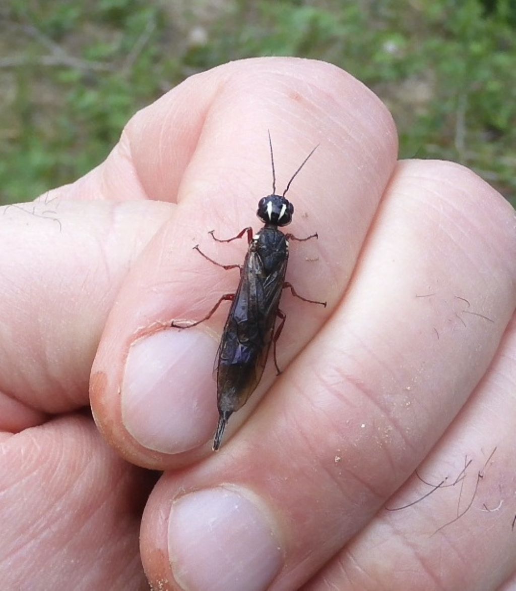 Xiphydriidae: Xiphydria camelus