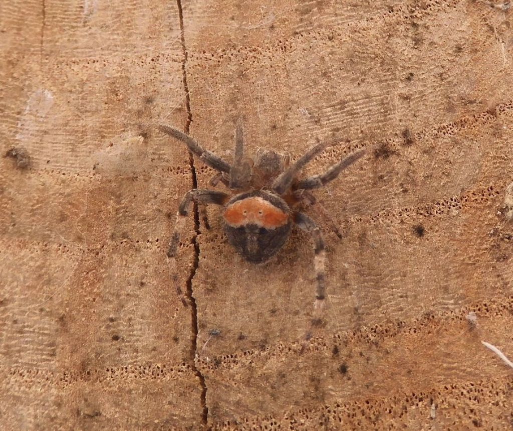 Neoscona subfusca, maschio - Corsico (MI)