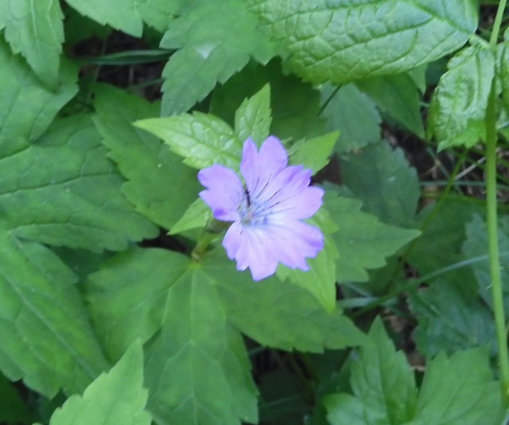Fiore violetto: Geranium nodosum