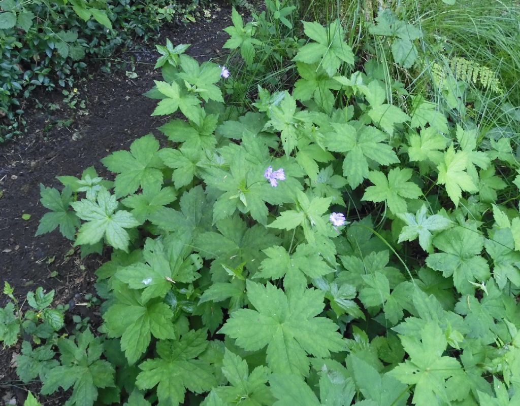 Fiore violetto: Geranium nodosum