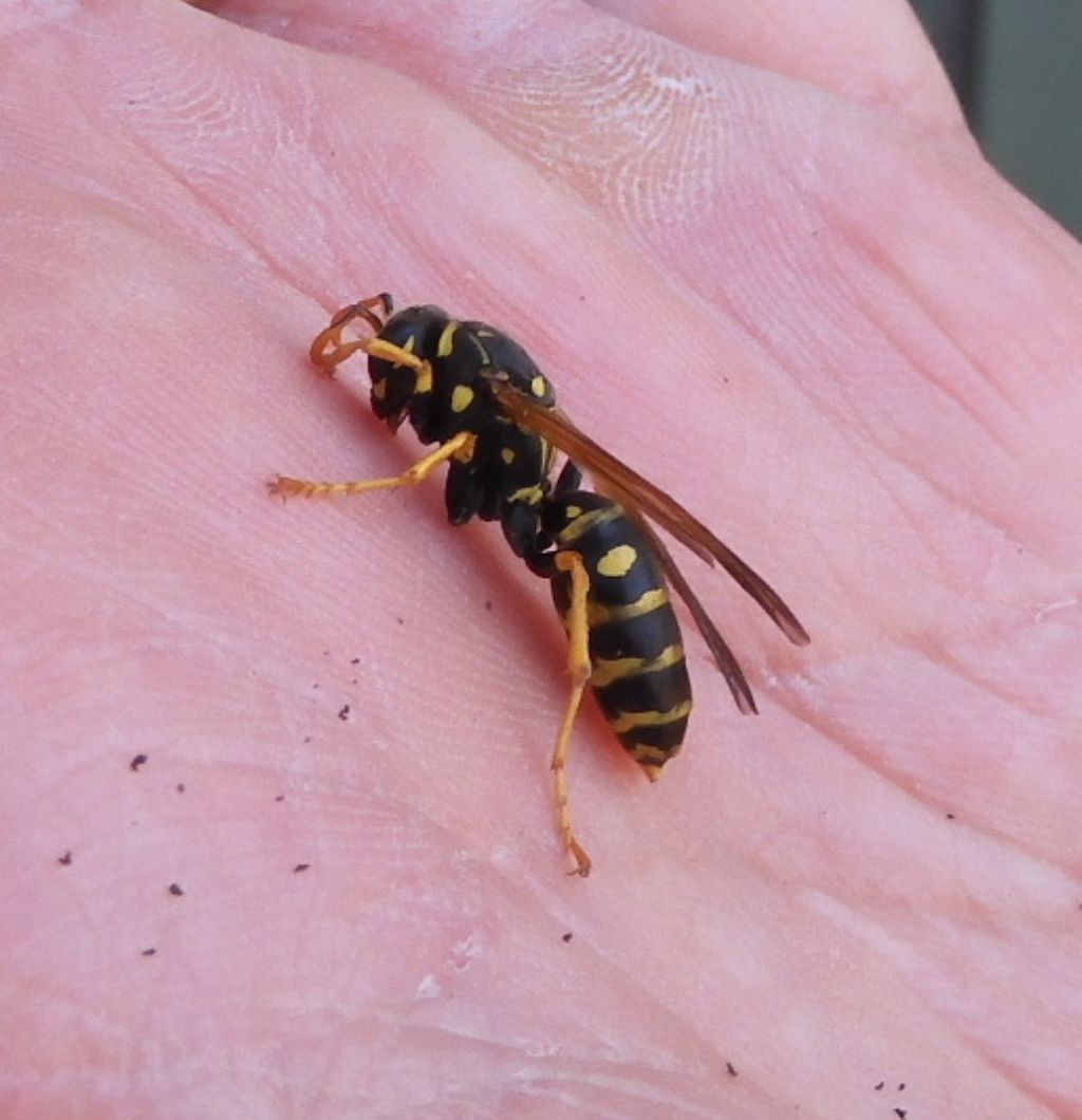 Polistes... dominula