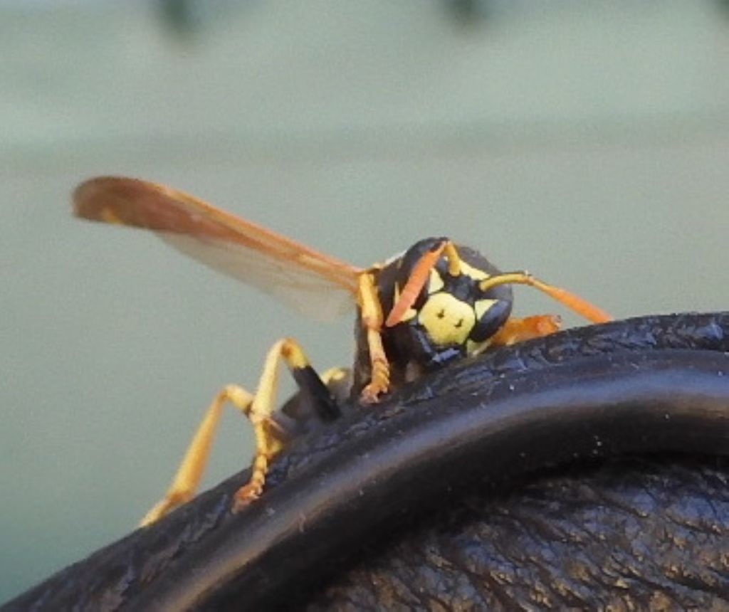 Polistes... dominula