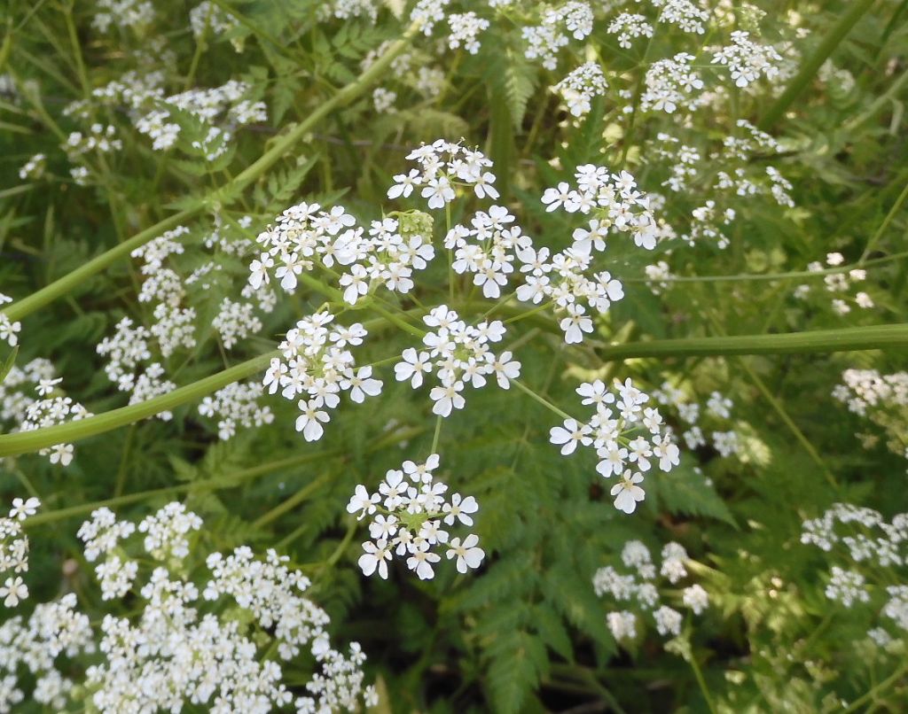 Anthriscus sylvestris (Apiaceae)