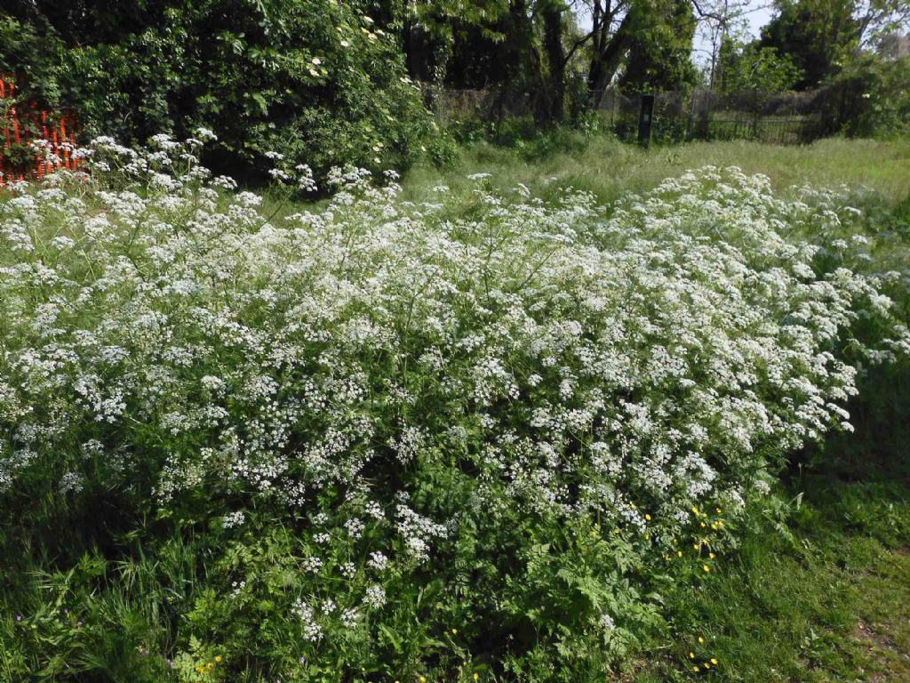 Anthriscus sylvestris (Apiaceae)