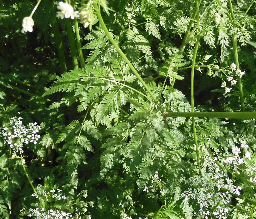 Anthriscus sylvestris (Apiaceae)