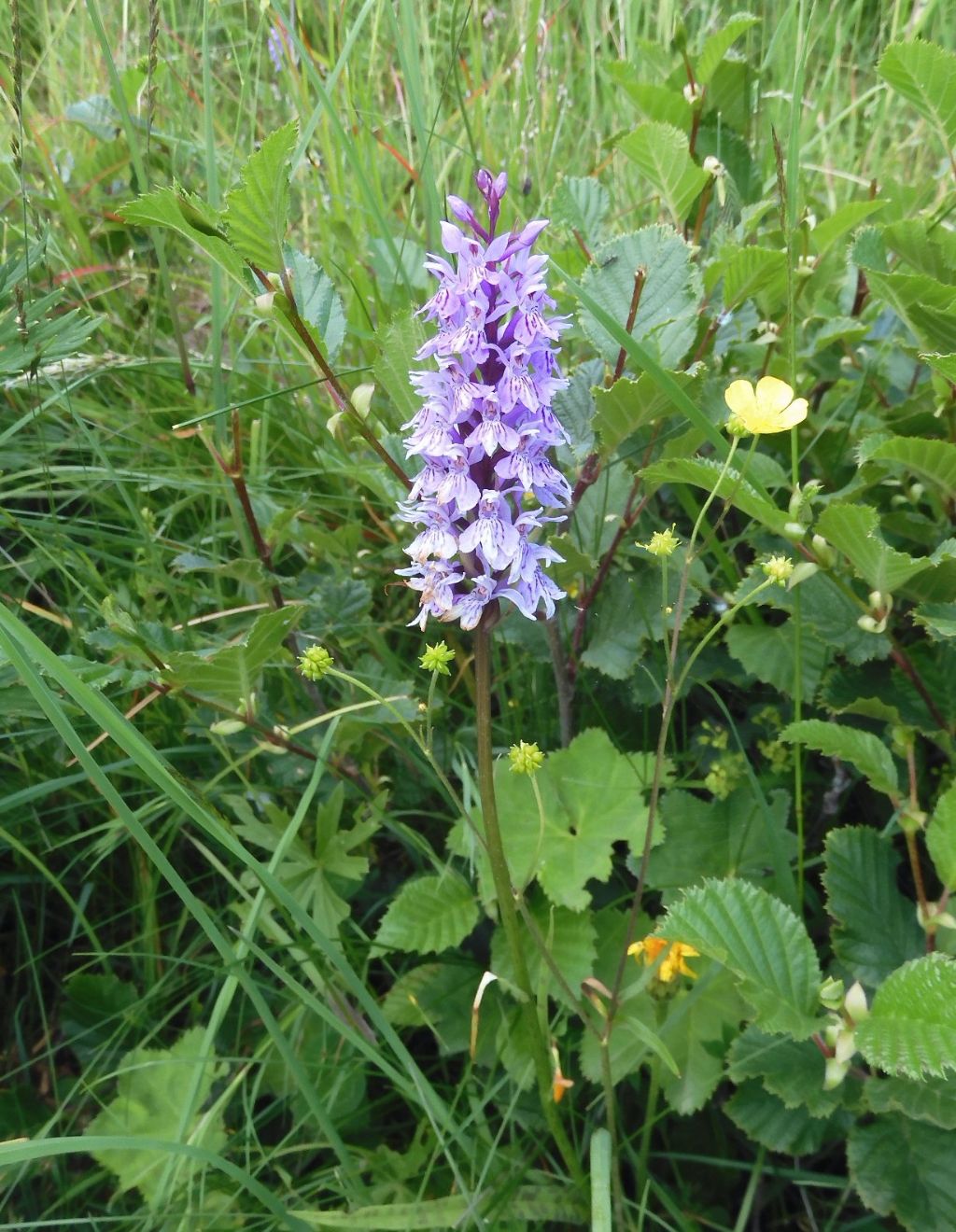 Orchidea 1