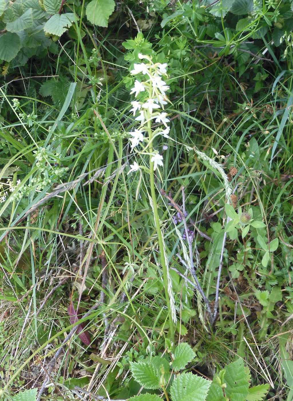 Orchidea 2