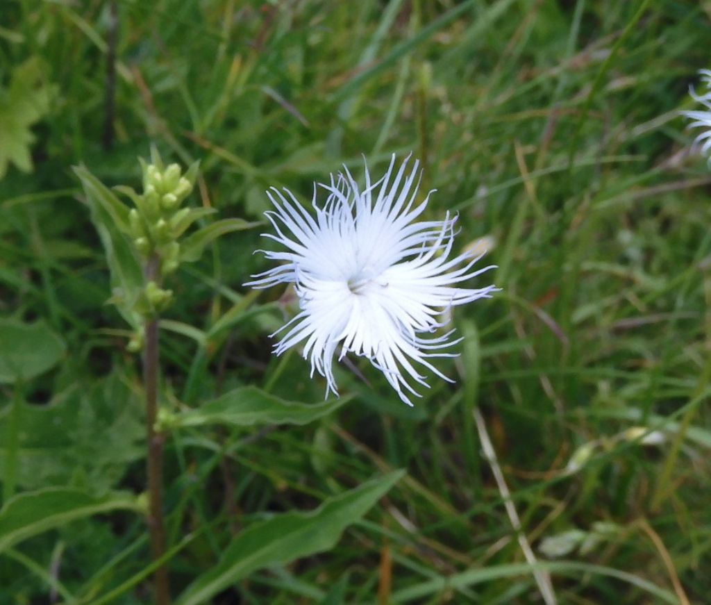 Fiore piumato...Dianthus monspessulanus