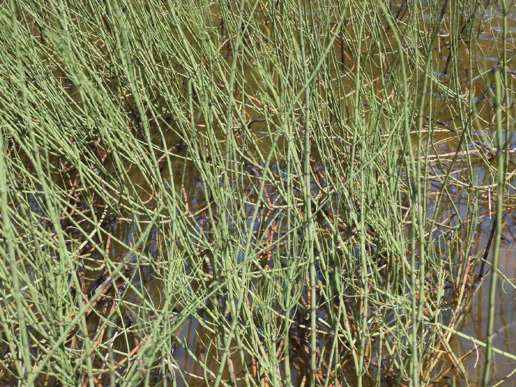Quale equisetum ?