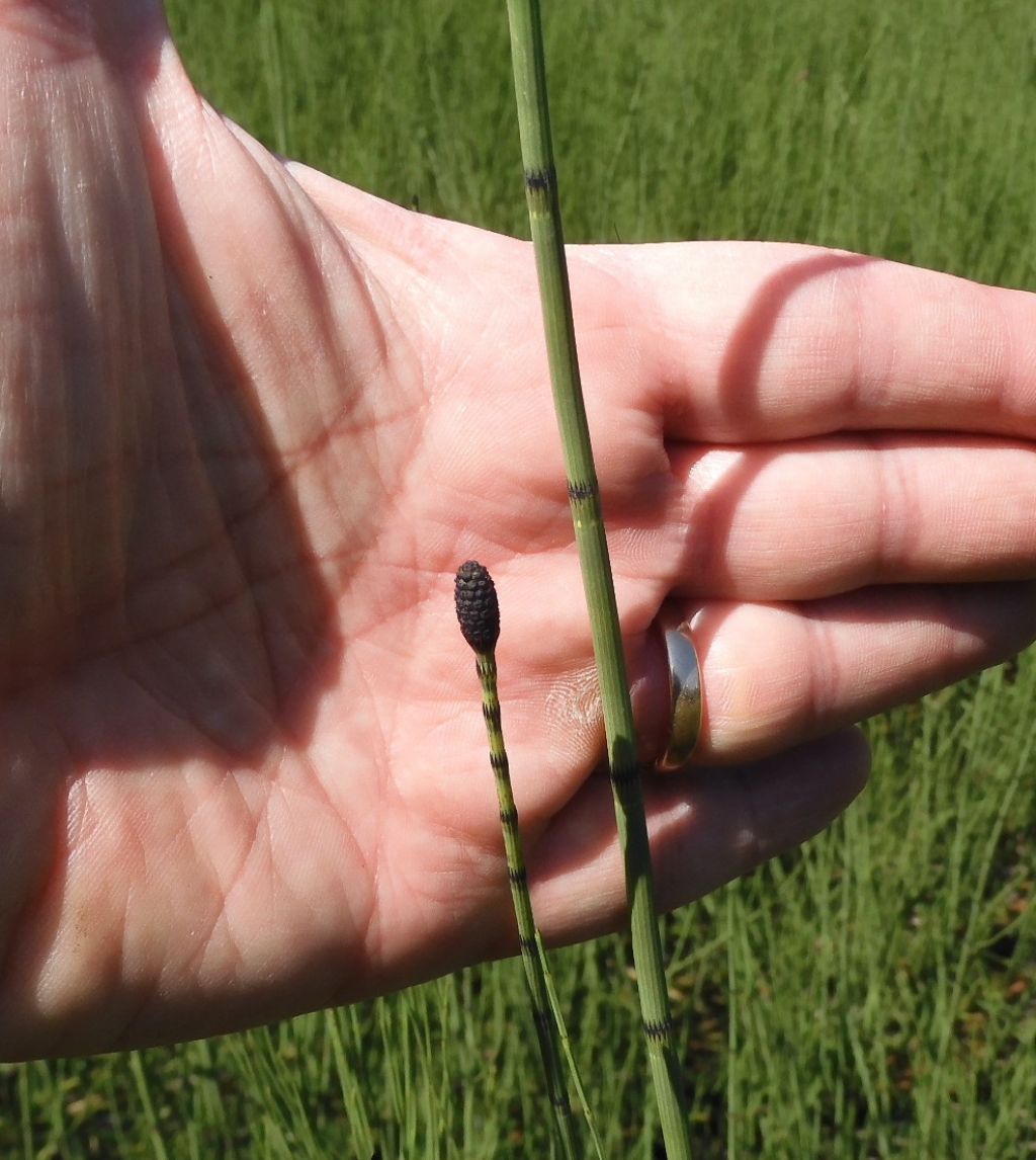 Quale equisetum ?