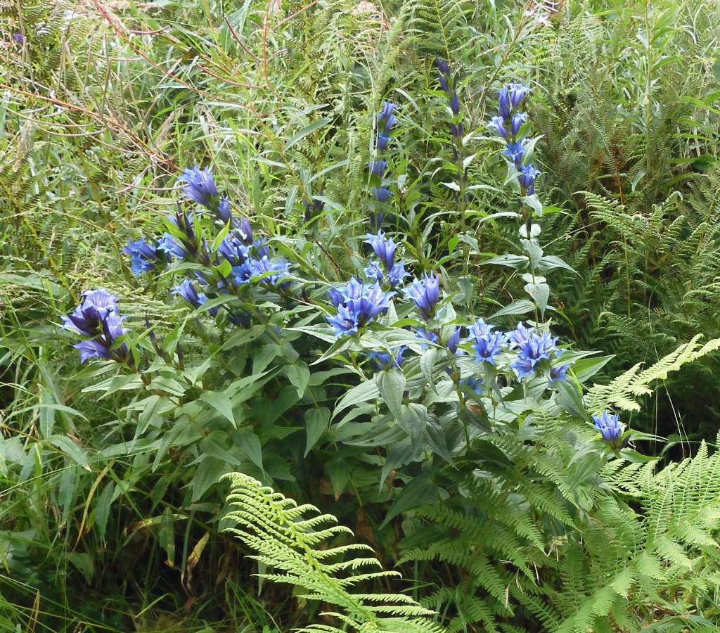 Fiore Orobie: Gentiana asclepiadea