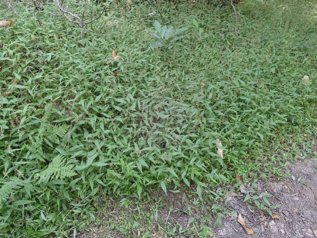 Oplismenus undulatifolius (Poaceae)