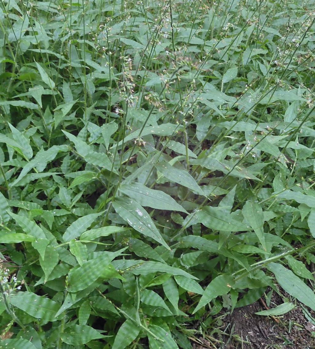 Oplismenus undulatifolius (Poaceae)