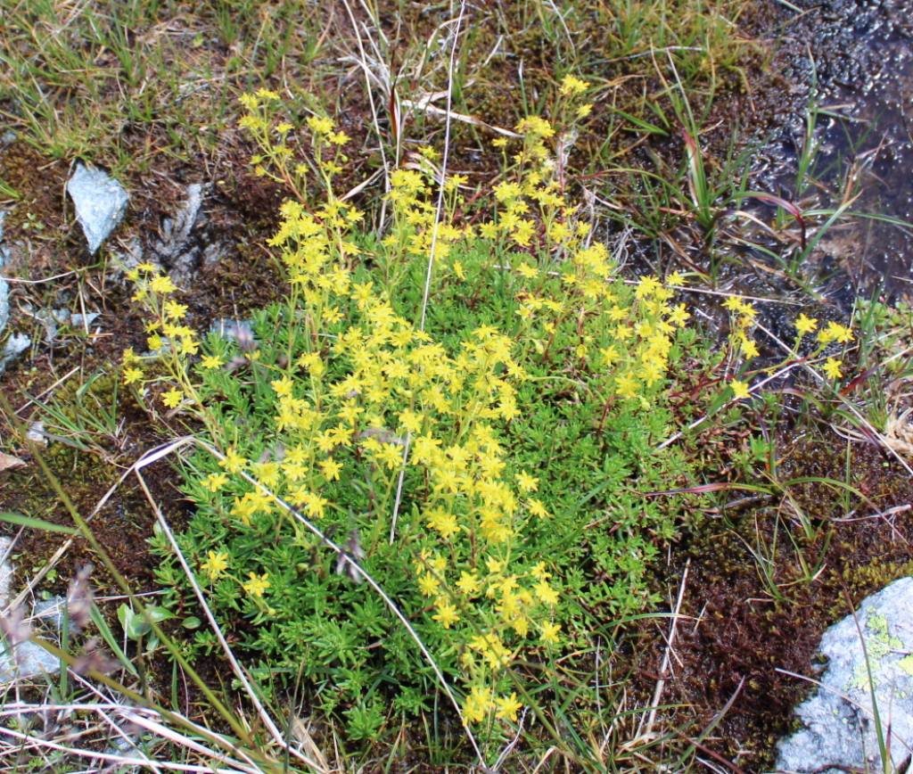 Fiorellino giallo: Saxifraga aizoides