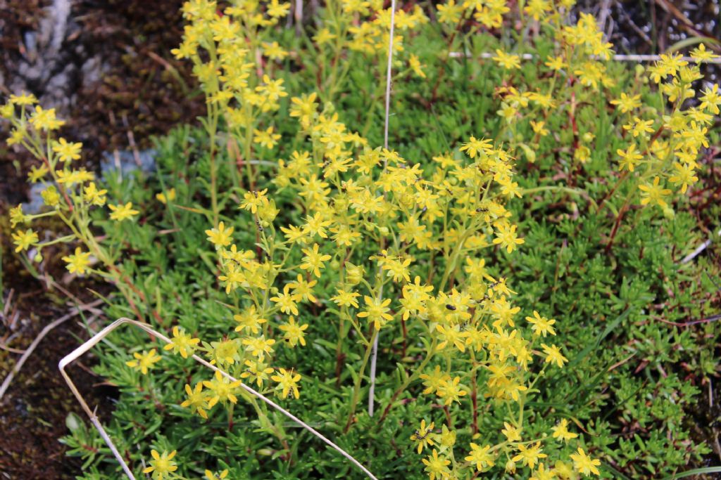 Fiorellino giallo: Saxifraga aizoides