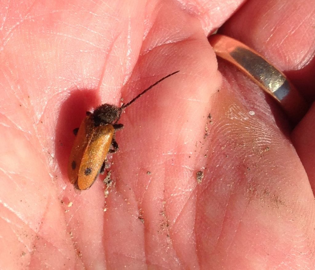 Meloidae: maschio di Apalus bimaculatus