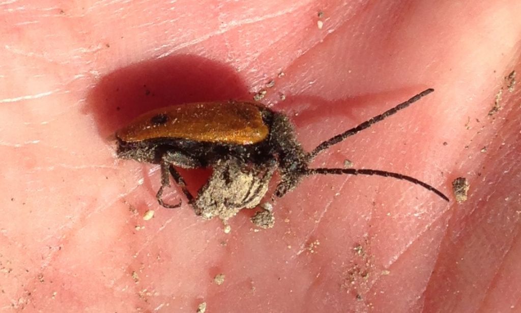 Meloidae: maschio di Apalus bimaculatus