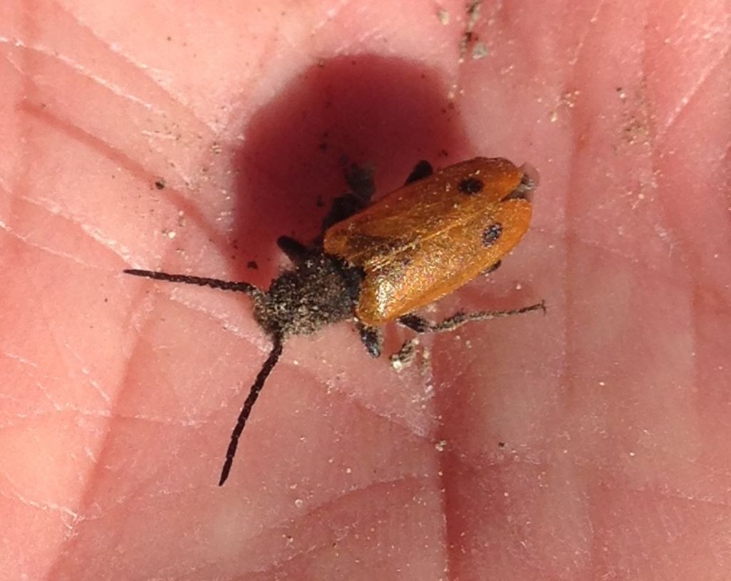 Meloidae: maschio di Apalus bimaculatus