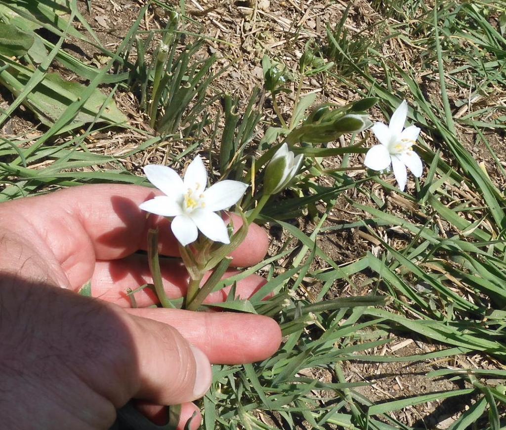 Ornithogalum sp.
