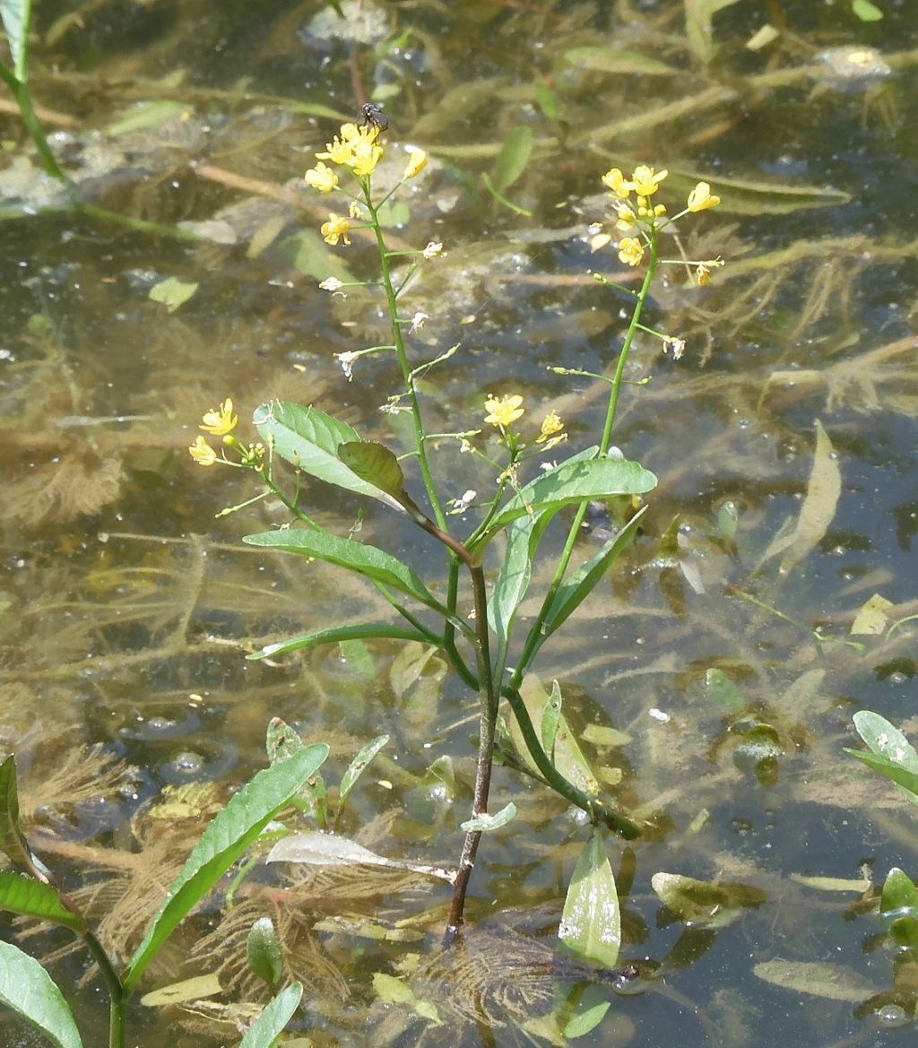 Palustre gialla