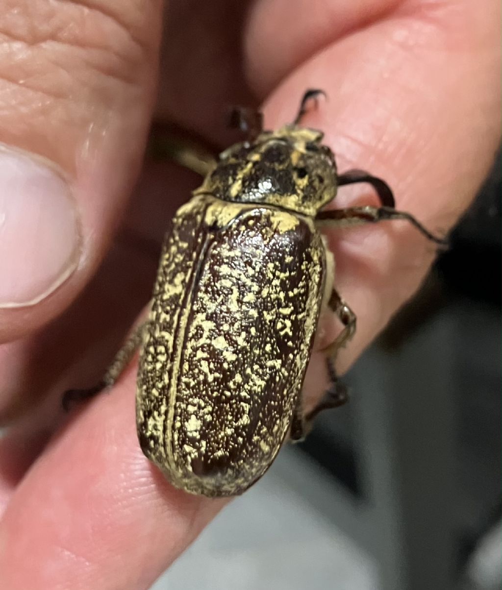 Melolonthidae: Polyphylla sp. di Rodi