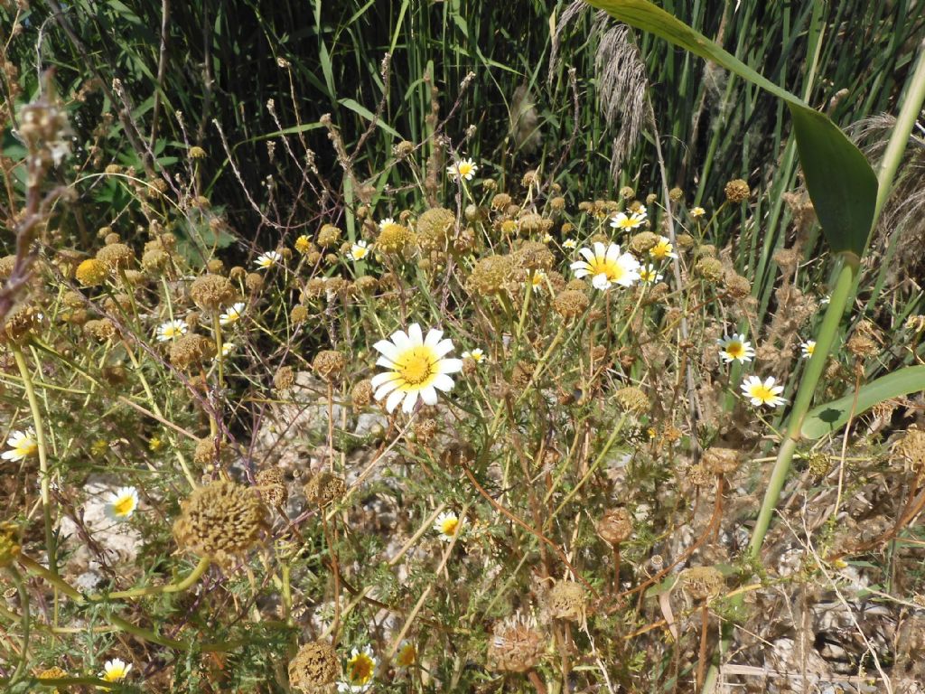 Fiore giallo Rodi:  Glebionis coronaria