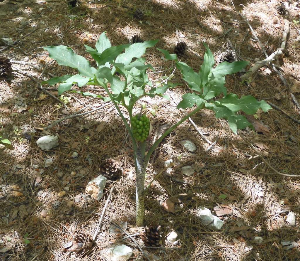 Pianta da Rodi: Dracunculus vulgaris (Araceae)