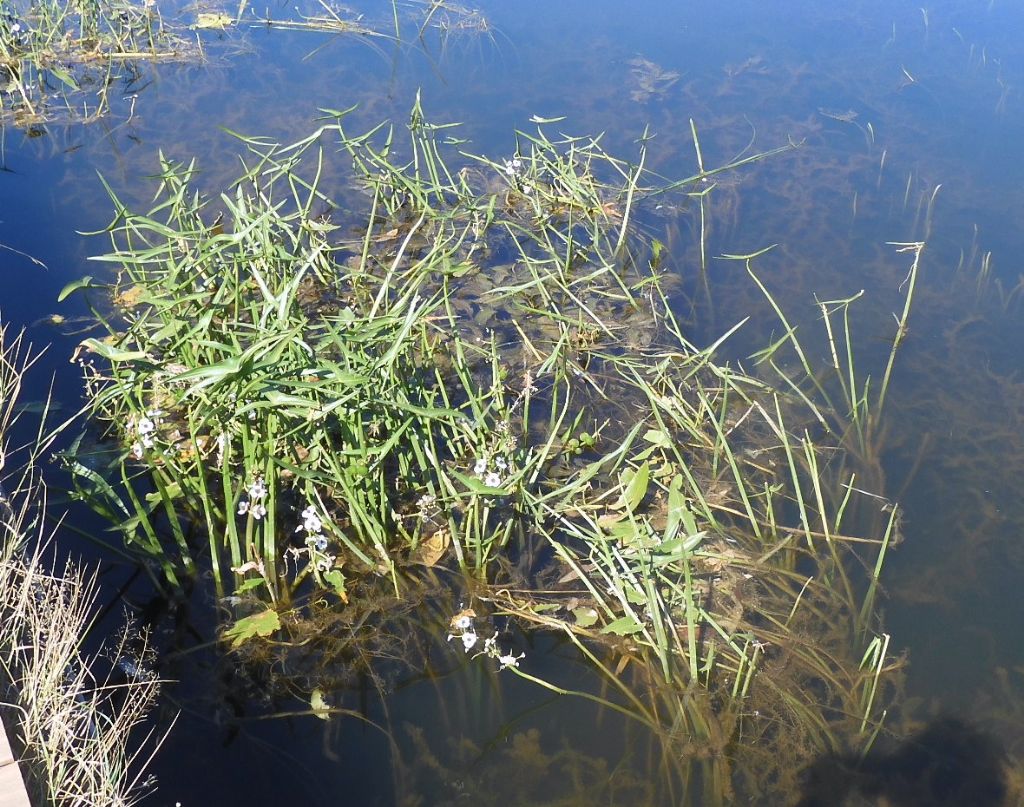 Palustre: Sagittaria sagittifolia (Alismataceae)