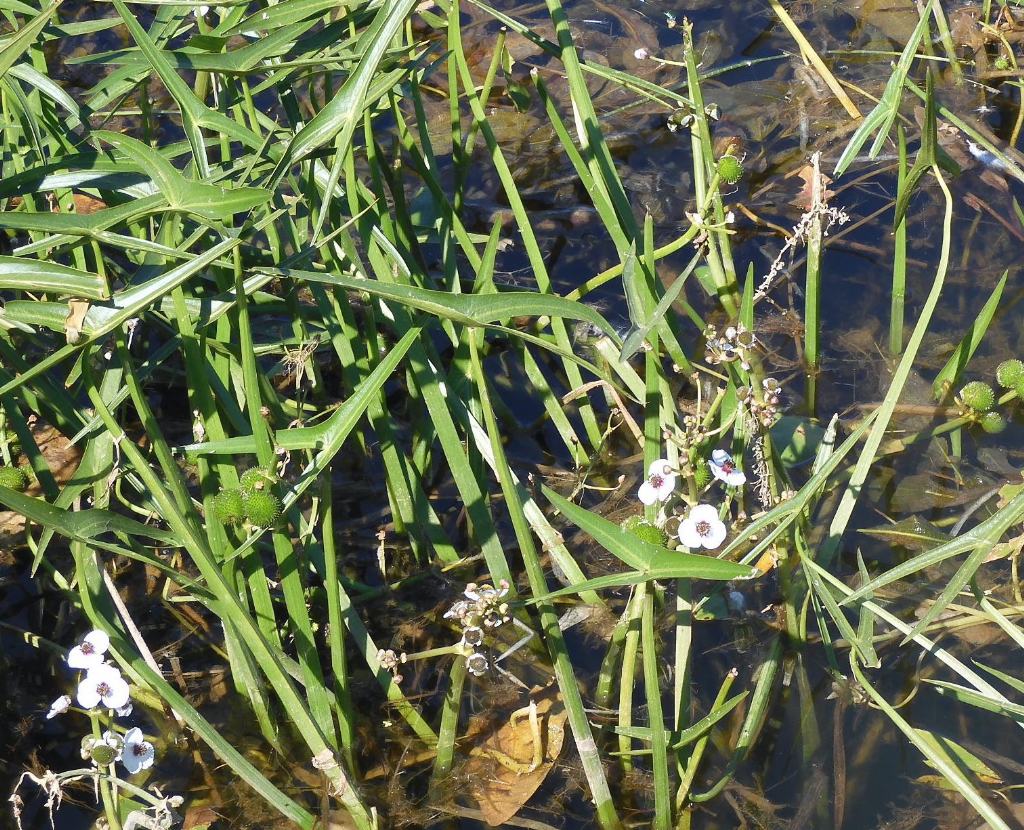 Palustre: Sagittaria sagittifolia (Alismataceae)