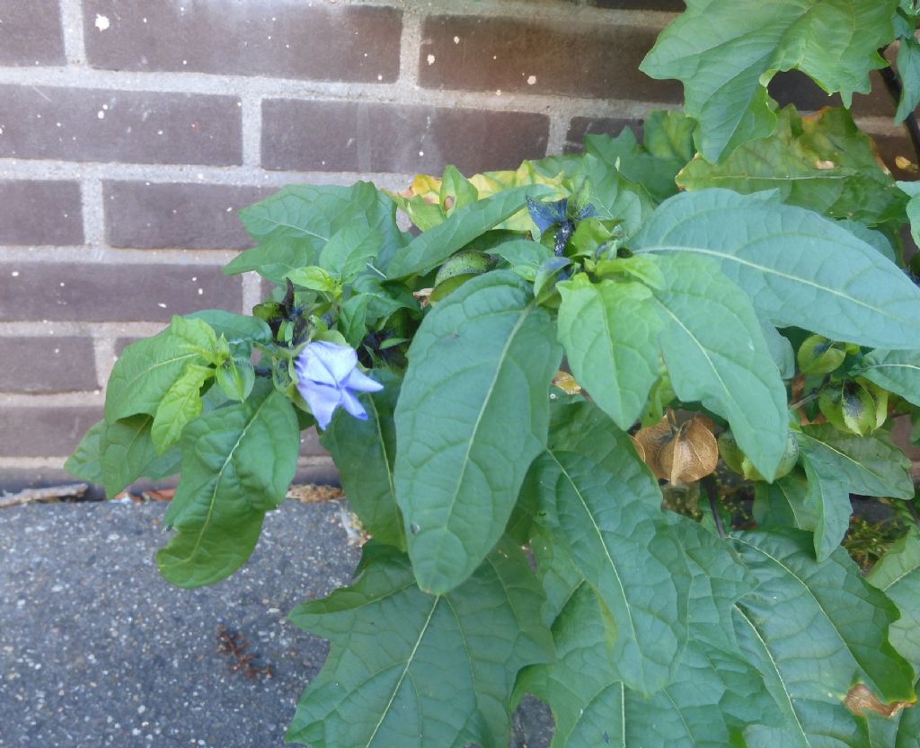 Ruderale: Nicandra physalodes (Solanaceae)
