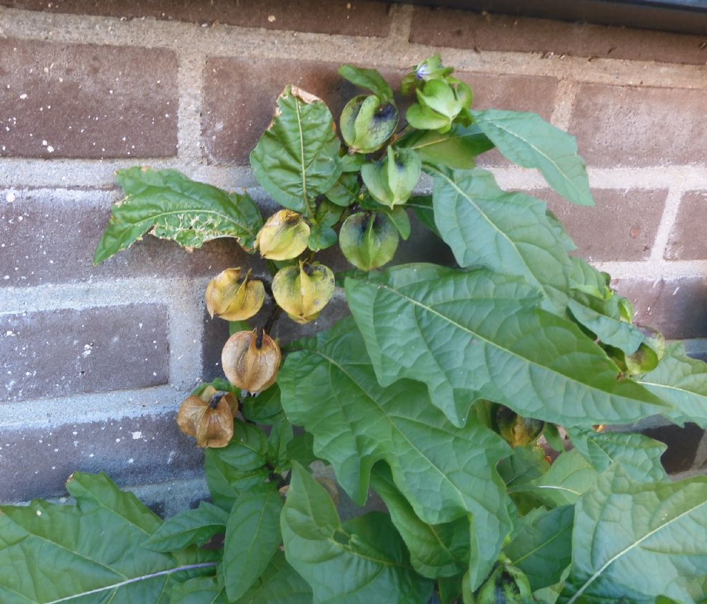 Ruderale: Nicandra physalodes (Solanaceae)