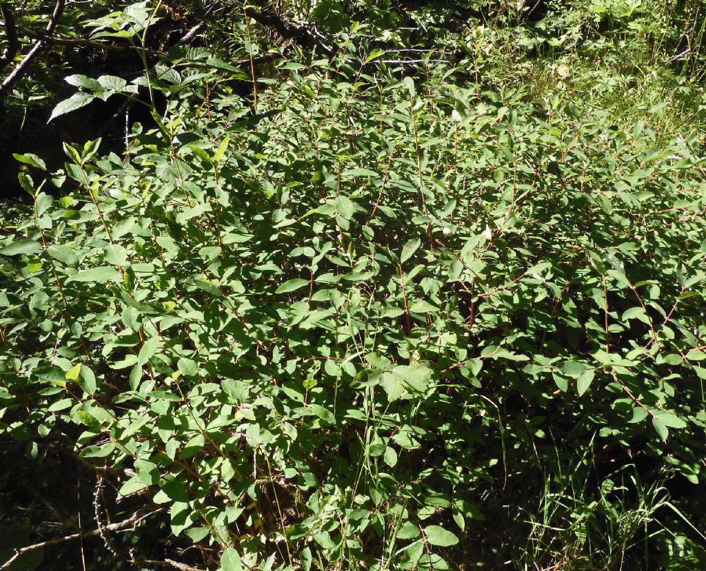 Falso Mirtillo?  No, Lonicera caerulea (Caprifoliaceae)