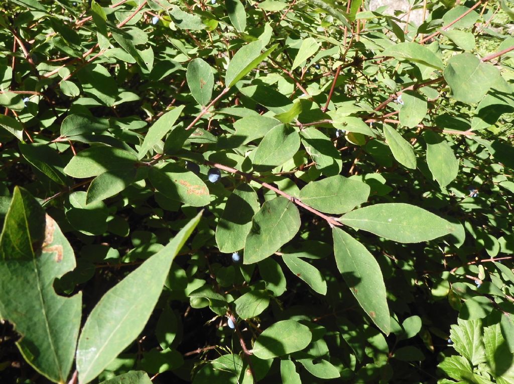 Falso Mirtillo?  No, Lonicera caerulea (Caprifoliaceae)