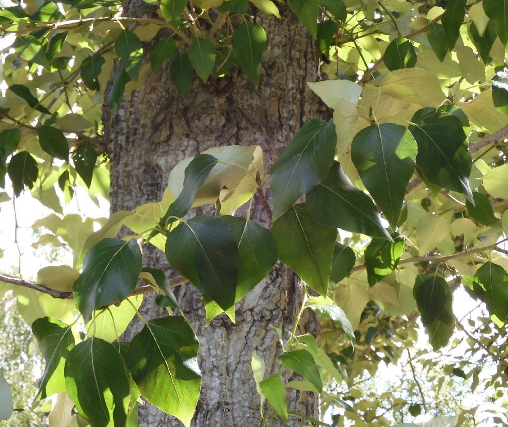 Pioppo strano: Populus trichocarpa  o un suo ibrido