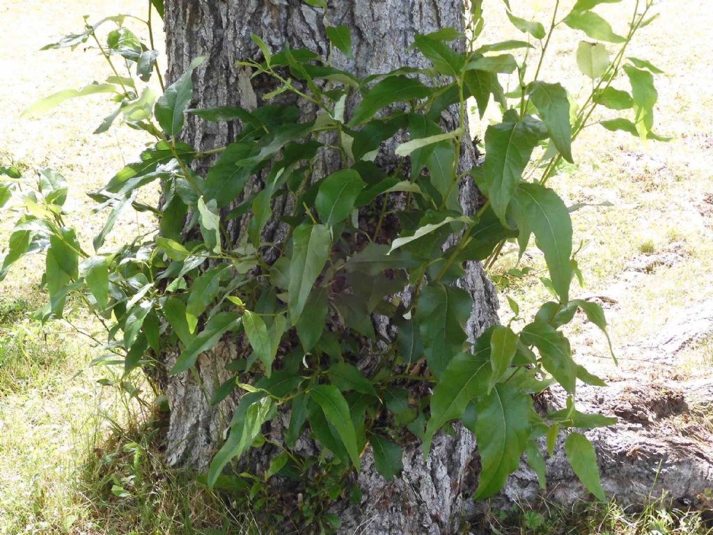 Pioppo strano: Populus trichocarpa  o un suo ibrido