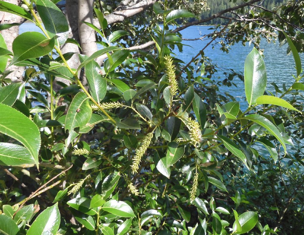 Salice strano: Salix pentandra