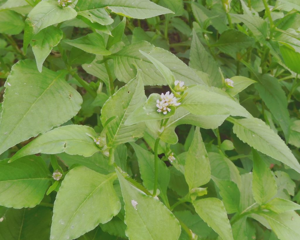 Fiorelllino bianco: Persicaria nepalensis (Polygonaceae)