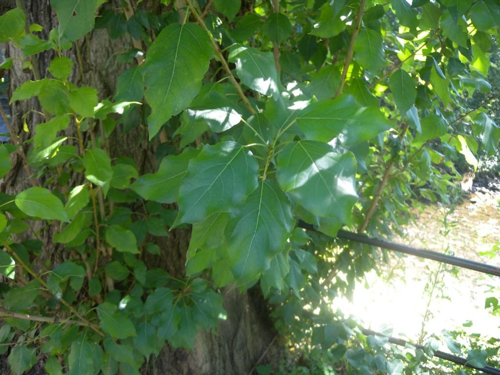 Pioppo strano: Populus trichocarpa  o un suo ibrido