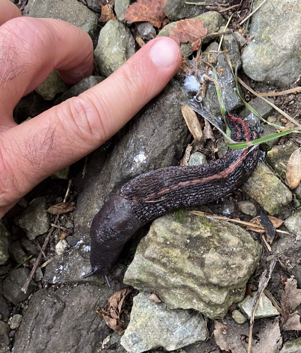 Limax Comasco