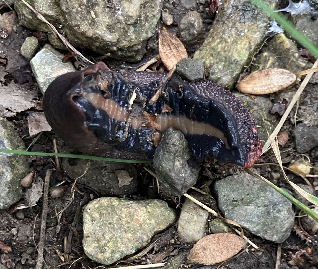 Limax Comasco
