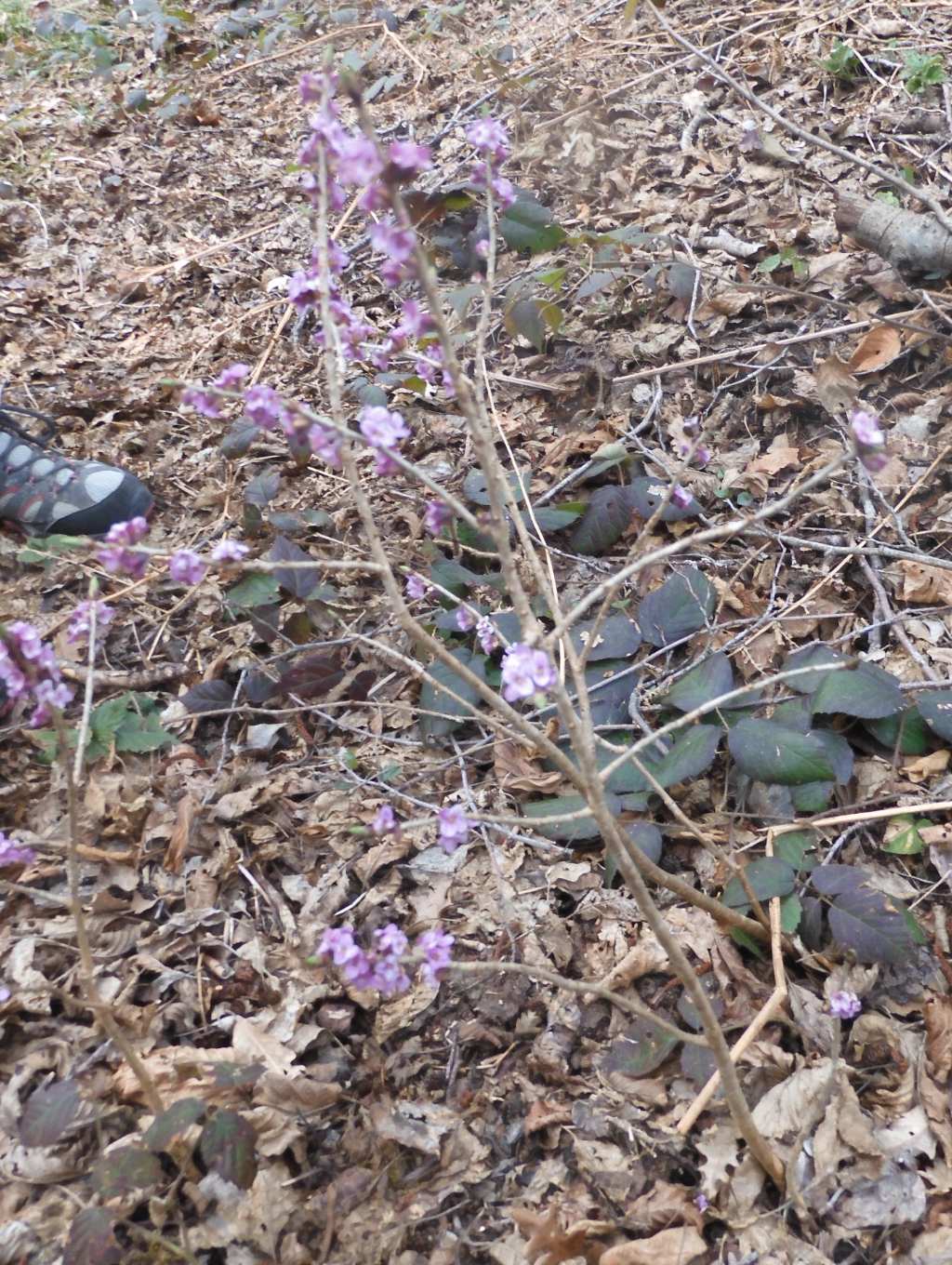 Daphne mezereum